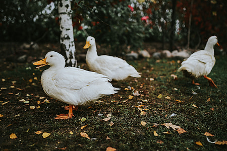 White ducks on the grass thumbnail