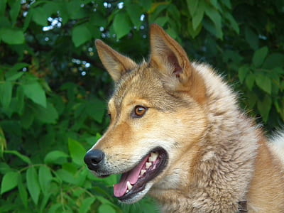 medium-coated brown dog near trees thumbnail