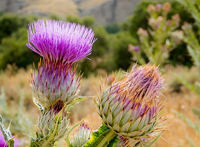 closeup photography of purple petaled flower thumbnail