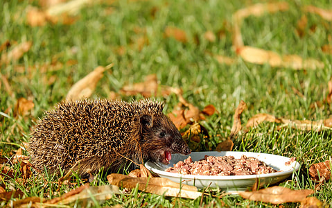 close up photo of eating hedgehog thumbnail