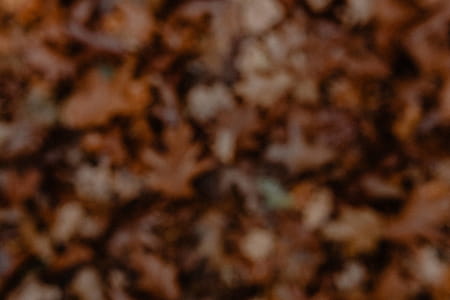 Autumn walk to the forest in foggy weather thumbnail