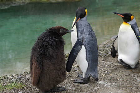 penguins thumbnail