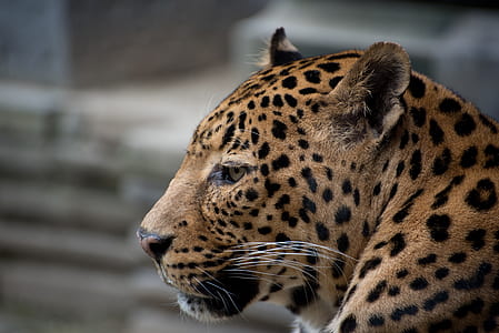 macro shot photography of leopard thumbnail