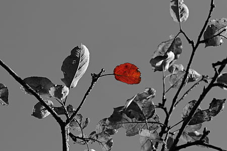 selective photography of tree leaf thumbnail