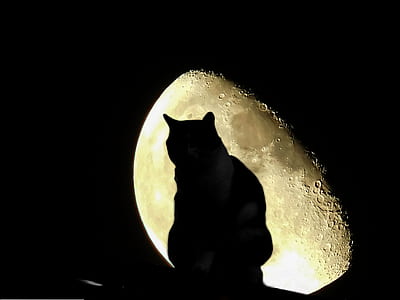 silhouette photo of cat thumbnail