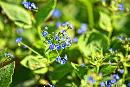 focus photo of blue flowers thumbnail