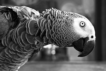 long-beaked bird thumbnail
