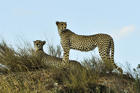 two cheetah on grass field under blue calm sky thumbnail