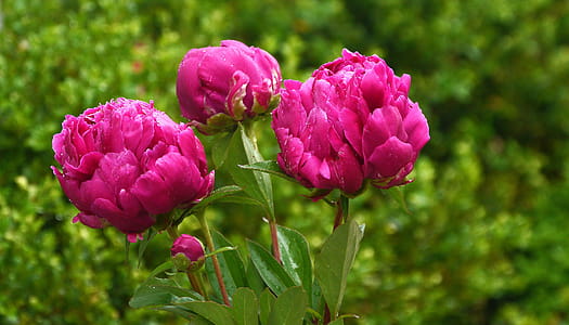 Red peony flowers in garden. thumbnail