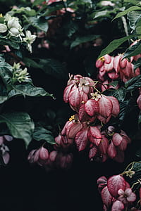 red mussaenda flowers closeup photography thumbnail