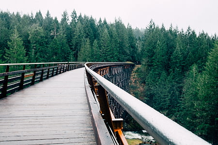 empty gray wooden bridge surrounded by trees during daytime thumbnail
