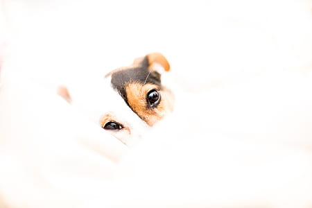 dog, pet, canine, jack russell thumbnail