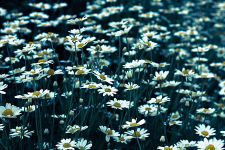 field of daisy flowers thumbnail