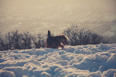 Photography of Long-coated Brown Dog Standing on Snow Covered Floor thumbnail
