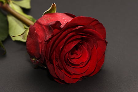 selective focus photography of red rose in bloom thumbnail