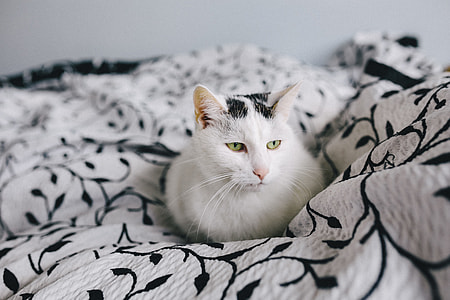 Portraits of white sad cat thumbnail