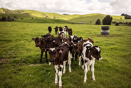 herd of cows on green grass field thumbnail