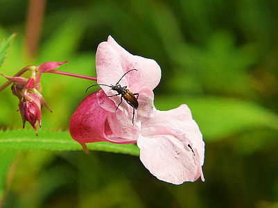 Balsam, Indian Springkraut thumbnail
