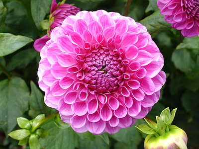 pink clustered flower in bloom with green leaves at daytime thumbnail