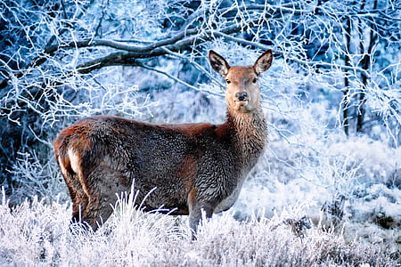 photograph of brown animal standing white plant coated snow thumbnail