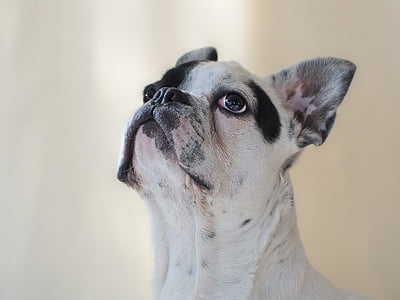 adult white and black French bulldog thumbnail