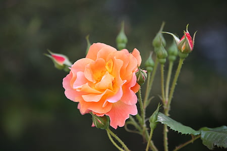 shallow focus photography of orange flower thumbnail