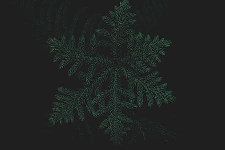 green leafed plant with against black background thumbnail