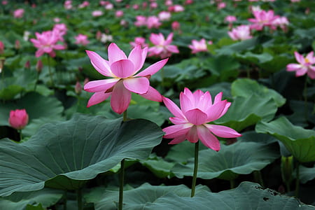 close up photo of pink lotus flower field thumbnail