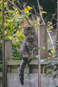 silver tabby cat on brown wooden fence beside green plants during daytime thumbnail