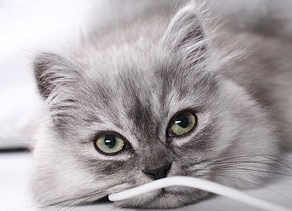 resting gray cat thumbnail