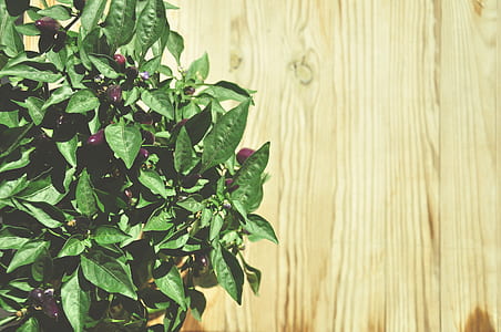 Green Leaf Plant thumbnail