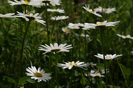 Daisies, Meadow Margerite thumbnail