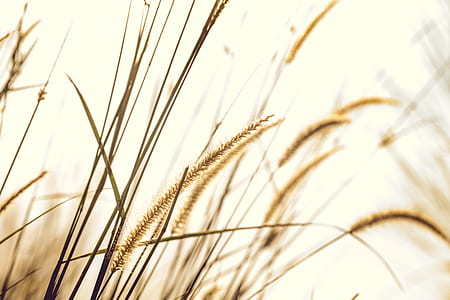 Brown Fountain Grass Closeup Photography thumbnail