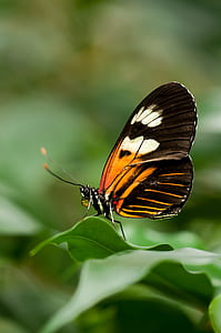 black and brown butterfly perched on green leaf in closeup photo thumbnail
