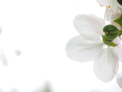 shallow focus photo of white petaled flower thumbnail