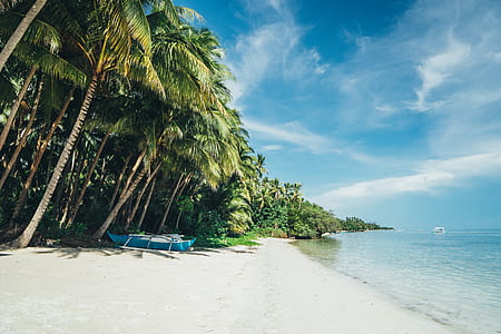 blue canoe under green palm tree near sea thumbnail