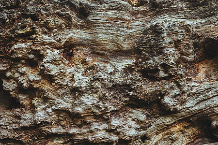 wood, tree, brown, bark thumbnail