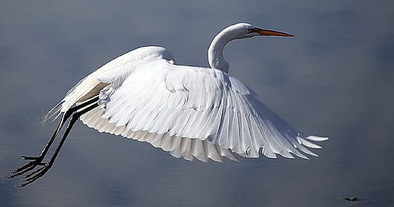 closeup photography of white long-beak bird flying thumbnail