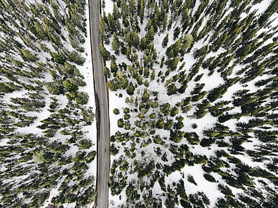 bird's eye view photo of road between trees thumbnail
