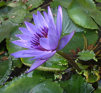 Nymphaea Alba, Purple Nymphaea Alba thumbnail