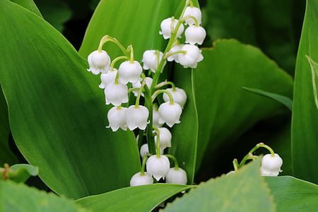 white flowering plant thumbnail