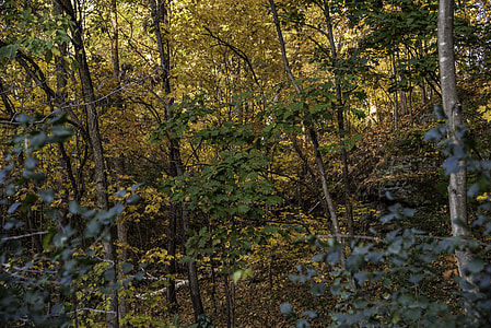 Autumn Foliage in the forest at Pewit's Nest, Wisconsin thumbnail