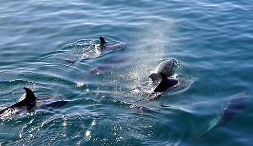 group of dolphins thumbnail