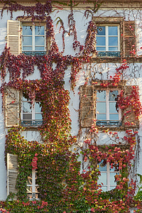 red and green planting vines thumbnail