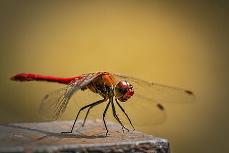red dragonfly perching on brown stone closeup photography thumbnail