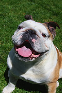 closeup photo of English bulldog tongue out sitting on grass thumbnail