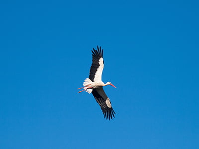bird soaring to the sky thumbnail