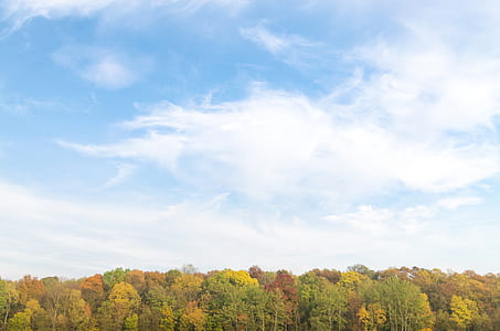selective focus photography of trees under white clouds and blue sky thumbnail
