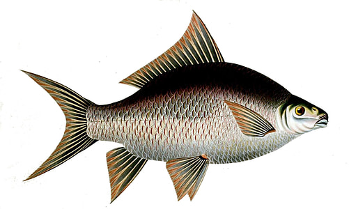 Catla or Indian Carp - Catla catla thumbnail
