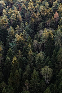 aerial view photography of green trees during daytime thumbnail